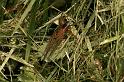 Dolomedes_plantarius_D5130_Z_90_Canal du Nivernais_Frankrijk